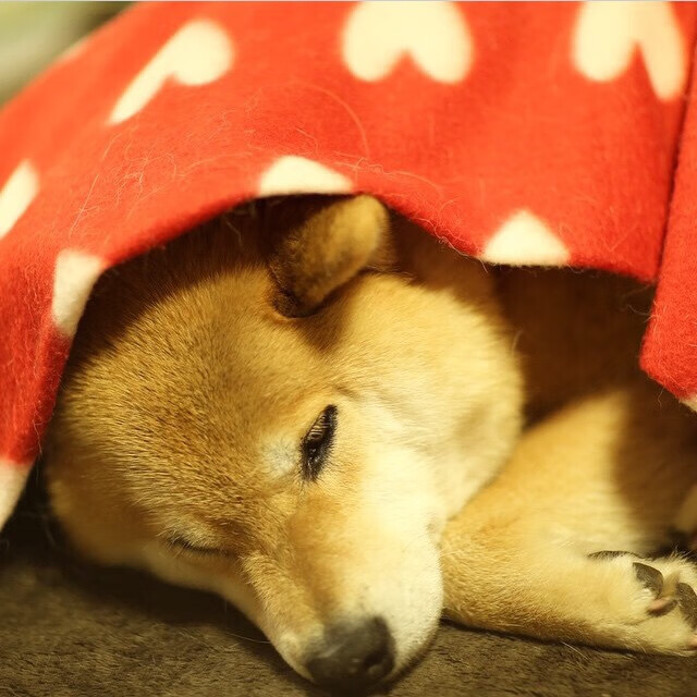 中国女篮技战术水平不断提升,女篮技术统计