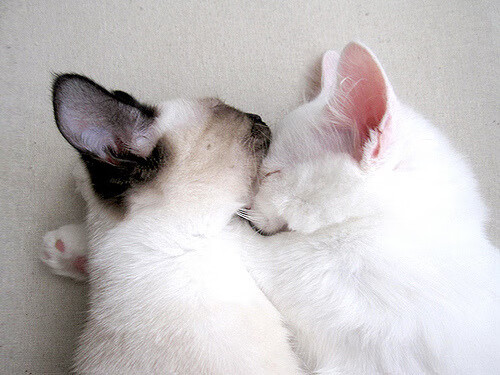 爱游戏app下载-加拿大队赛制深度分析：团体赛制中如何提高球员的抗压表现，加拿大队阵容