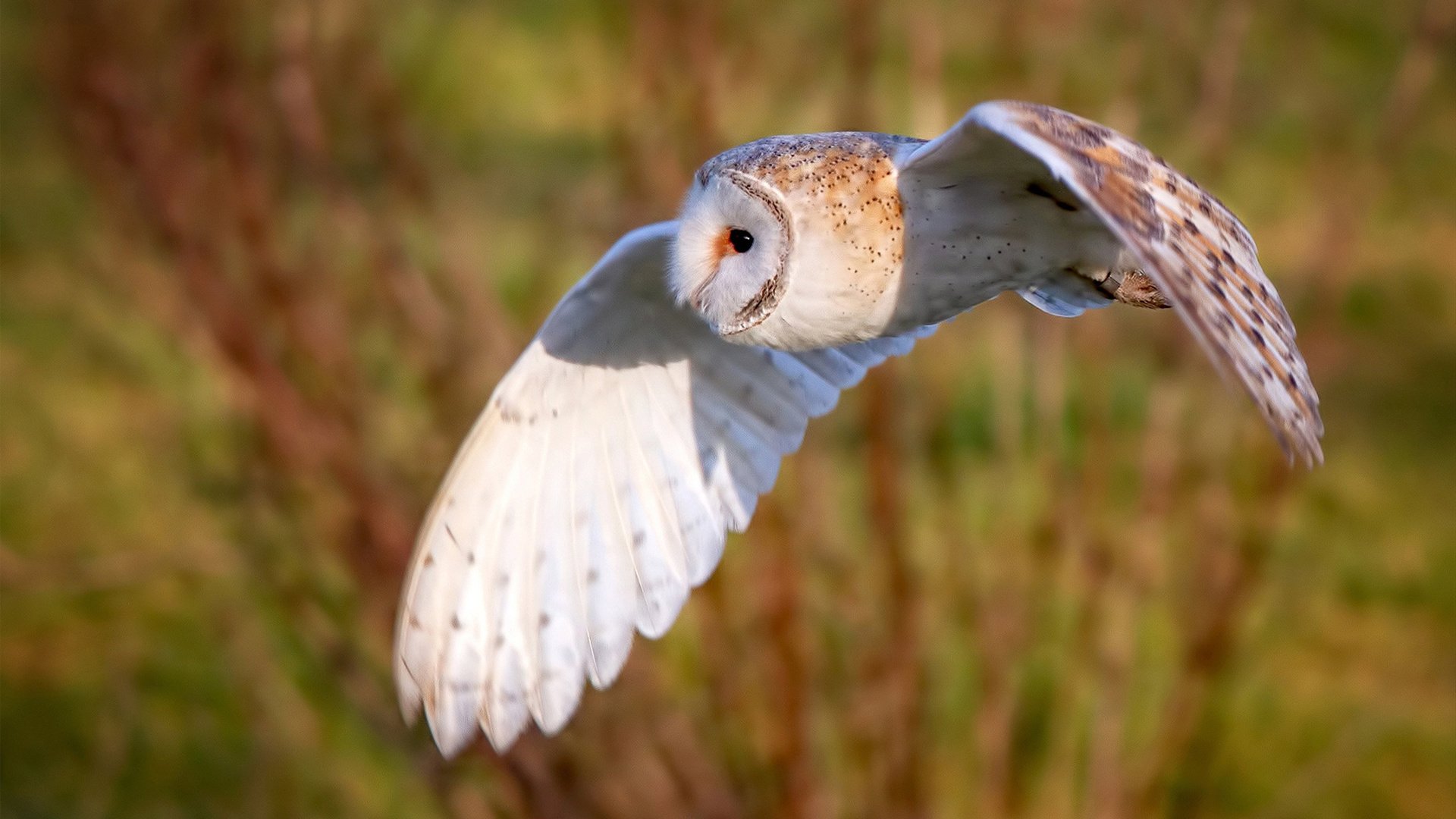外教引进背后的体制难题,外教聘请政策
