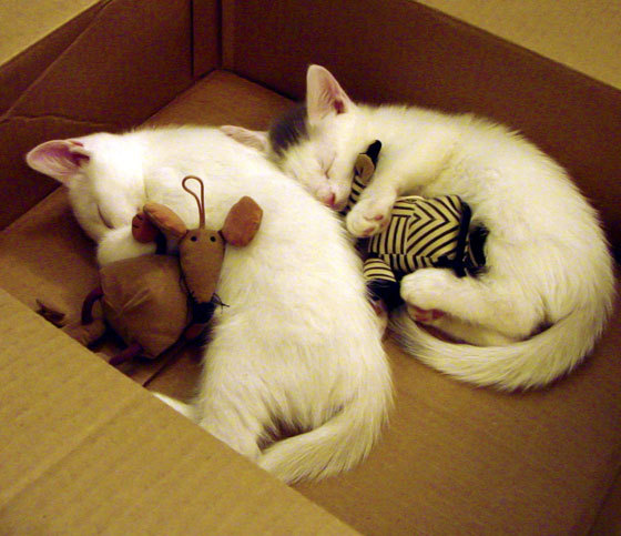 爱游戏在线登录入口-校园足球裁判课程试点进入中职教育，足球裁判培训内容