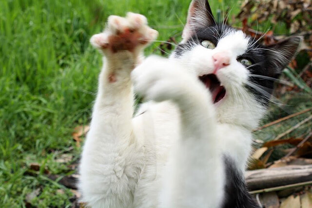 美国队未来发展蓝图:建立完善的选手培养体系与梯队,美国队实力