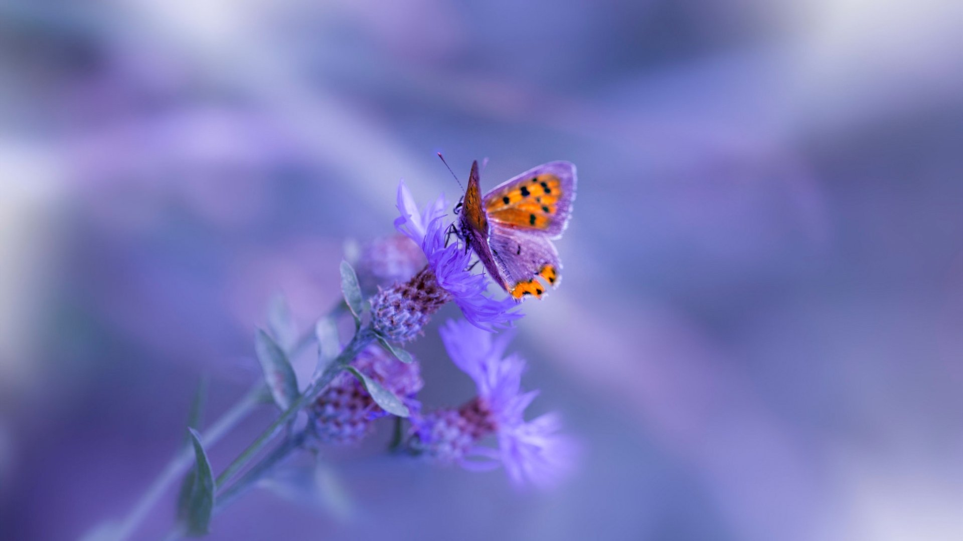 世界杯最难忘瞬间:感动、激励、永恒记忆,世界杯震撼的场景