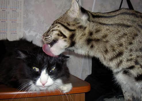 AYX体育-世界杯难忘经典：让人难以忘怀的瞬间！，世界杯震撼的场景