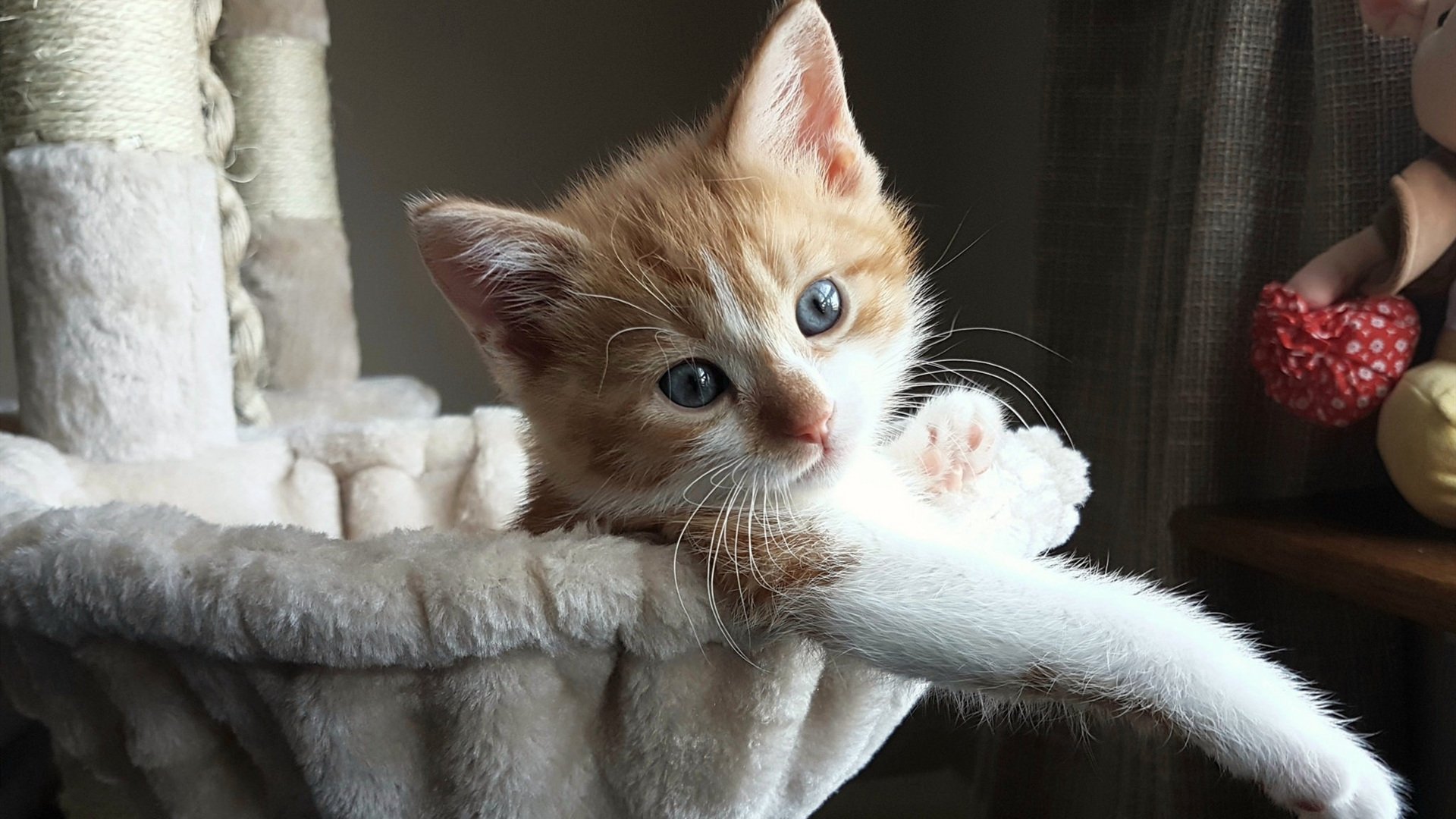 中国篮协与科技公司合作打造智能战术系统,中国篮协技术部