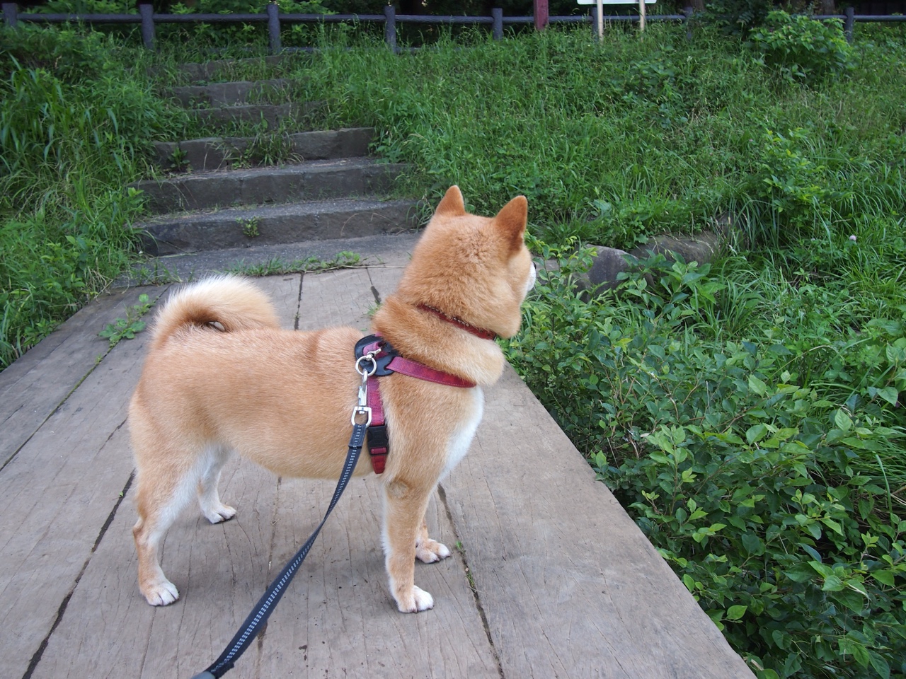 希腊男篮在欧洲锦标赛中再夺荣耀，传统强队实力不倒，希腊男篮实力如何