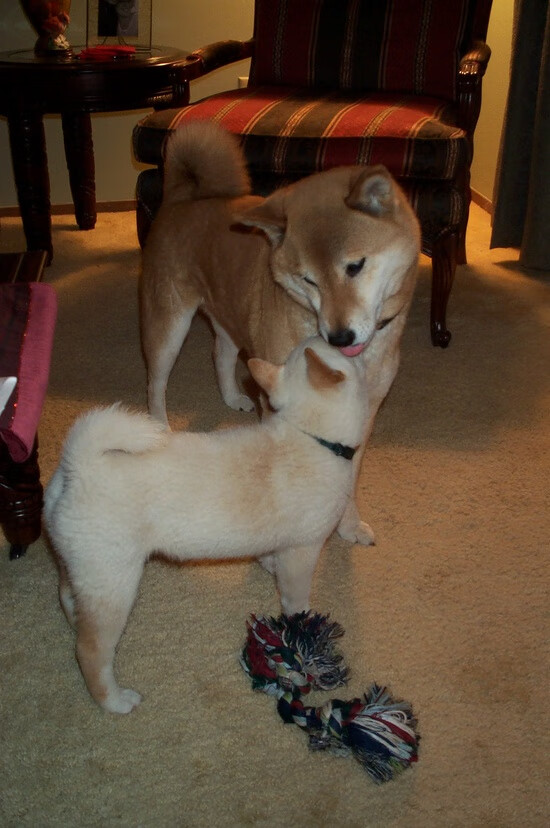 弗朗索瓦·霍尔茨豪伊泽：突破防线无所畏，展现南非队的多样进攻方式