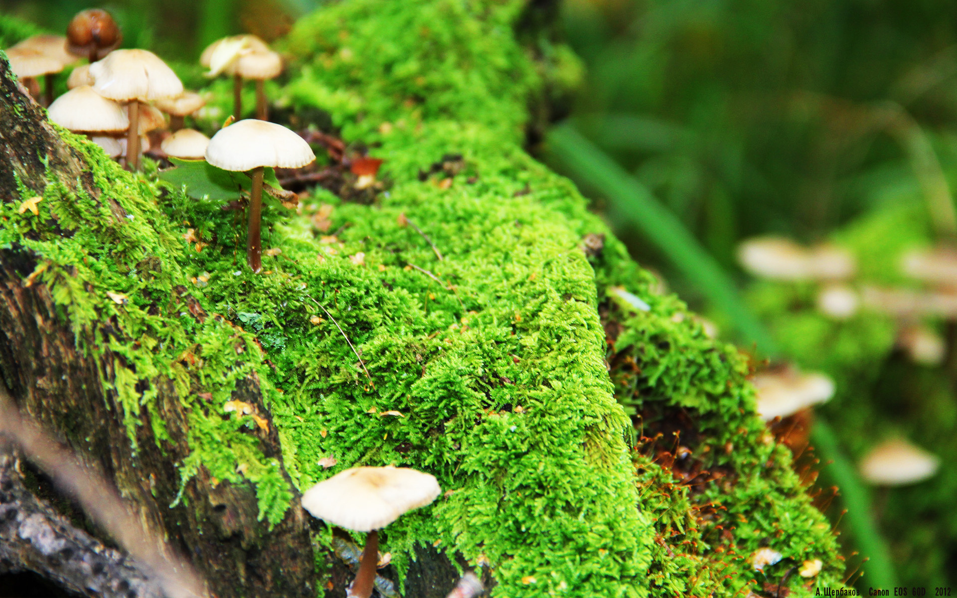 法甲荣耀战:锐利攻势助球队勇夺冠军