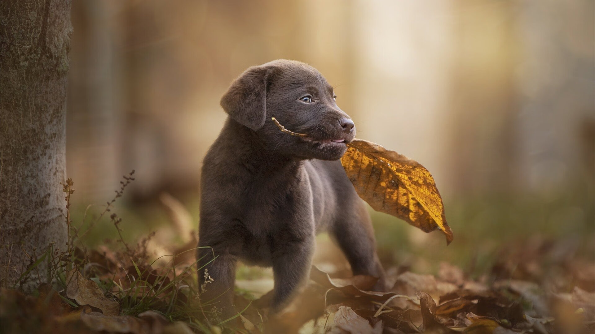 米兰双雄激烈争夺,意甲局势扑朔迷离