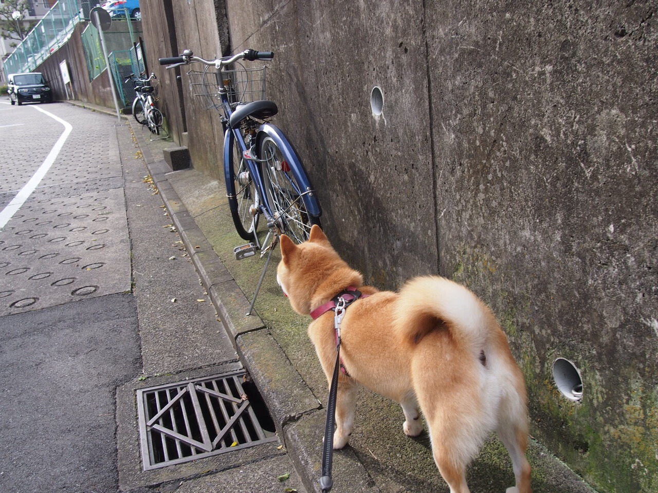 美洲杯球队的战术调整策略,美洲杯技术统计