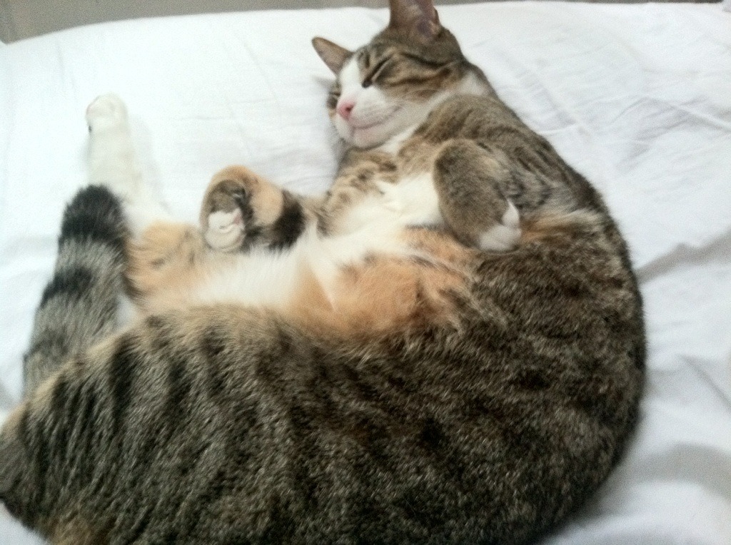 联盟推行公平竞赛基金,支持弱队发展与培训,公平竞赛进行曲