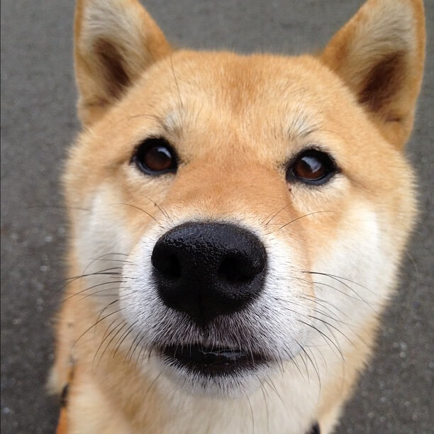 爱游戏官方网站-东京奥运级别赛事，展现奥运前瞻感，东京奥运各项比赛结果