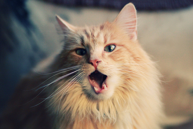 AYX官网-中国明确表态：不再寻求新的世贸“特殊与差别待遇”，以高质量开放推动全球治理新格局